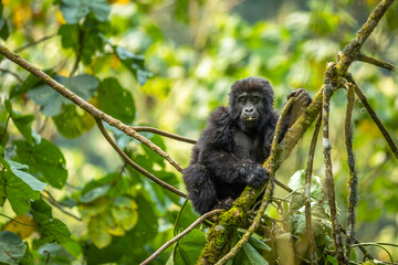 Portrait of a baby mountain gorilla (Gorilla beringei beringei), Bwindi Impenetrable Forest National Park, Uganda.	
