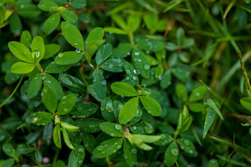 雨の日の公園のみずみずしい草の風景