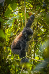 Portrait of a baby mountain gorilla (Gorilla beringei beringei), Bwindi Impenetrable Forest National Park, Uganda.	