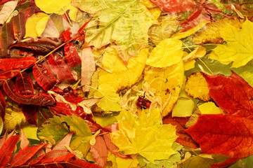 Red and yellow leaves in water, autumn background