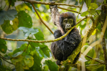 Portrait of a baby mountain gorilla (Gorilla beringei beringei), Bwindi Impenetrable Forest National Park, Uganda.	
