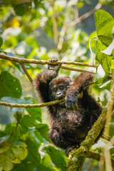 Portrait of a baby mountain gorilla (Gorilla beringei beringei), Bwindi Impenetrable Forest National Park, Uganda.	
