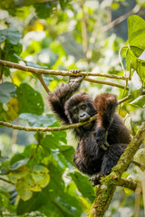 	
Portrait of a baby mountain gorilla (Gorilla beringei beringei), Bwindi Impenetrable Forest National Park, Uganda.	
