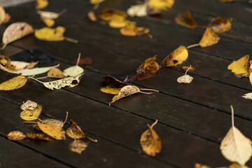 秋の公園の落ち葉の風景