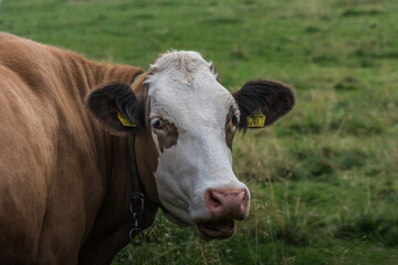 cow looks with open mouth on a meadow