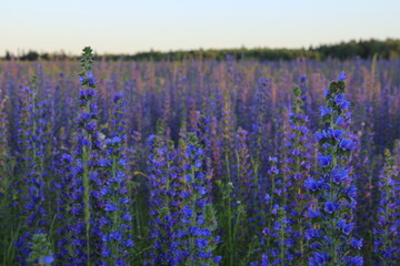 Purple flower field at sunset in summer time