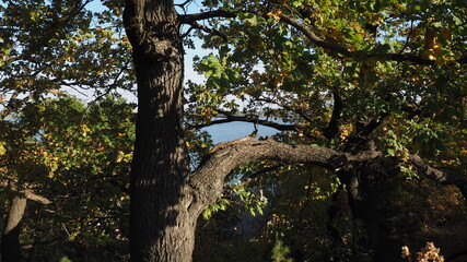 Fototapeta premium tree in the forest