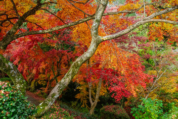 金毘羅さんの裏参道を見下ろすカラフルな紅葉