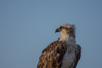 sea eagle sits on the beach and looks back