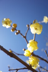 Light Yellow Flowers of Wintersweet in Full Bloom
