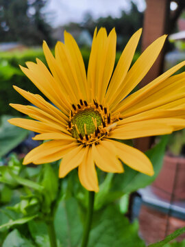 Gelbe Blüte der Silphie, einem wahren Insektenmagnet