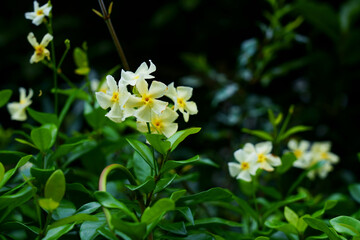 Fototapeta na wymiar テイカカズラの芳香がある白い花が咲く