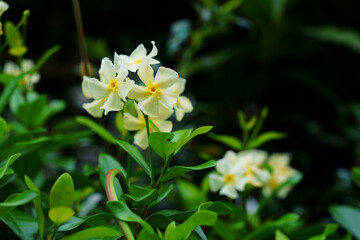 Obraz na płótnie Canvas テイカカズラの芳香がある白い花が咲く