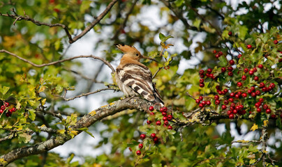 Eurasian hoopoe preening in a tree in Yorkshire UK © Stephen