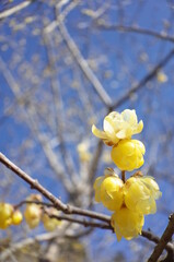 Light Yellow Flowers of Wintersweet in Full Bloom
