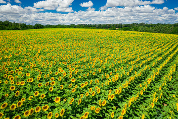 Sunflower field in sunny summer day, aerial view