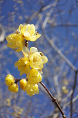 Light Yellow Flowers of Wintersweet in Full Bloom
