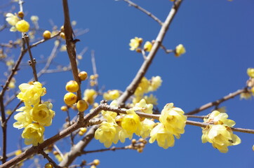 Light Yellow Flowers of Wintersweet in Full Bloom
