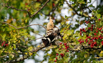 Eurasian hoopoe preening in a tree in Yorkshire UK