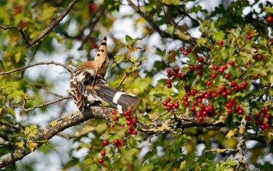 Eurasian hoopoe preening in a tree in Yorkshire UK