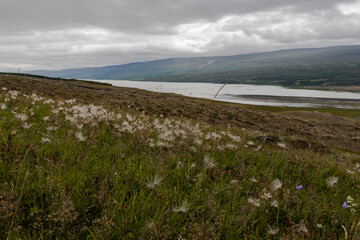 Eine Blumenwiese und der Blick &uuml;ber einen isl&auml;ndischen See