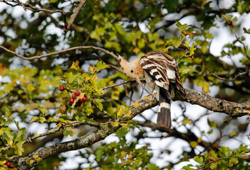 Eurasian hoopoe preening in a tree in Yorkshire UK