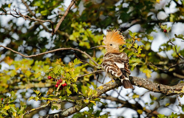 Eurasian hoopoe preening in a tree in Yorkshire UK