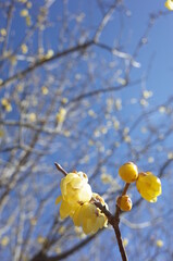 Light Yellow Flowers of Wintersweet in Full Bloom
