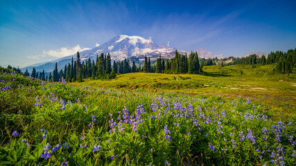 Amazing view of the flowering meadow. Mount Rainier National Park