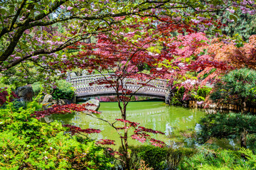 Fototapety  Colorful park in Japanese style. Manito Park and Botanical Gardens, Spokane, Washington, United States