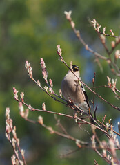 bullfinch on alder branches in the forest