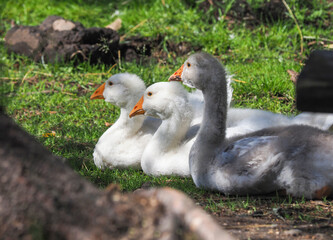 domestic geese are resting in the grass