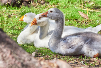 domestic geese are resting in the grass