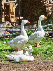 domestic geese are resting in the grass