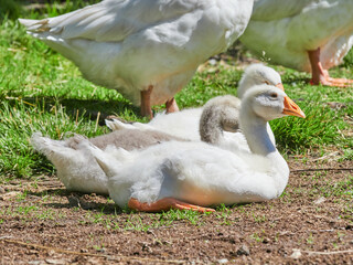 domestic geese are resting in the grass