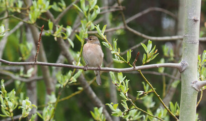 finch on tree branches in forest