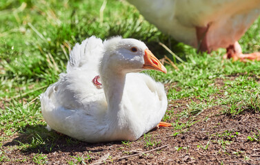 domestic geese are resting in the grass