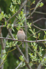 finch on tree branches in forest