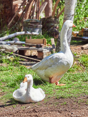 domestic geese are resting in the grass
