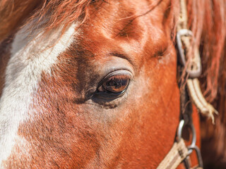 portrait of a red horse