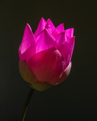pink lotus flower bud on black background