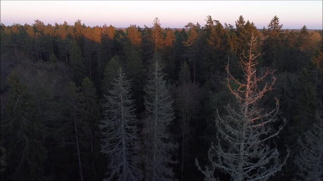 An aerial of an Estonian boreal forest with dead spruce trees after European spruce bark beetle, Ips typographus attack.	