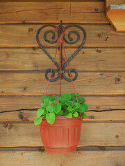 flower pot on wooden wall background