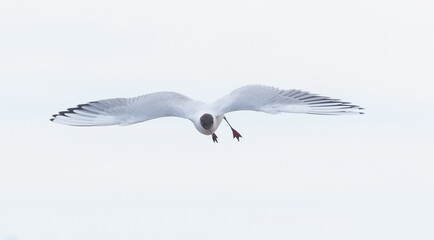 bird seagull flying in the sky