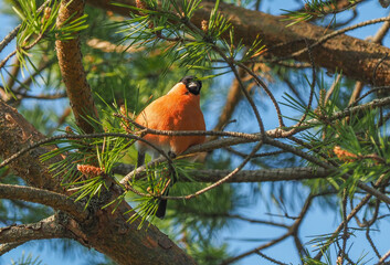 bullfinch on pine branches in the forest