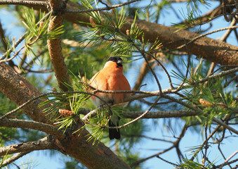 bullfinch on pine branches in the forest