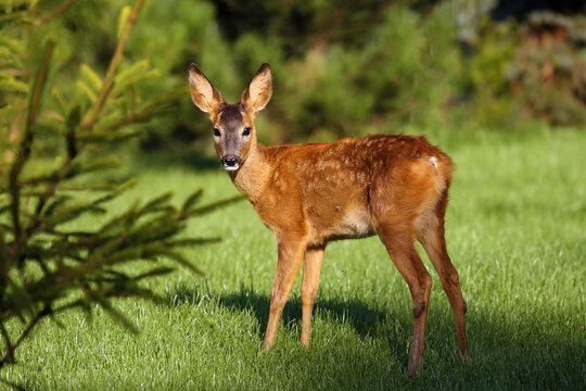 The European roe deer (Capreolus capreolus) stands among the pines on the grass. Young roe deer on green grass with green background.