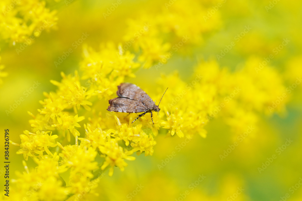 Canvas Prints night butterfly on flowers golden rod