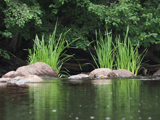stones on the river bank. Karelia