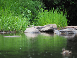Naklejka na ściany i meble stones on the river bank. Karelia